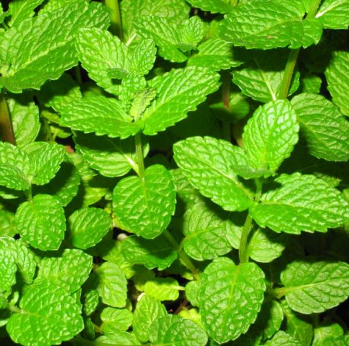 Peppermint Therapeutic Grade Essential Oils 4